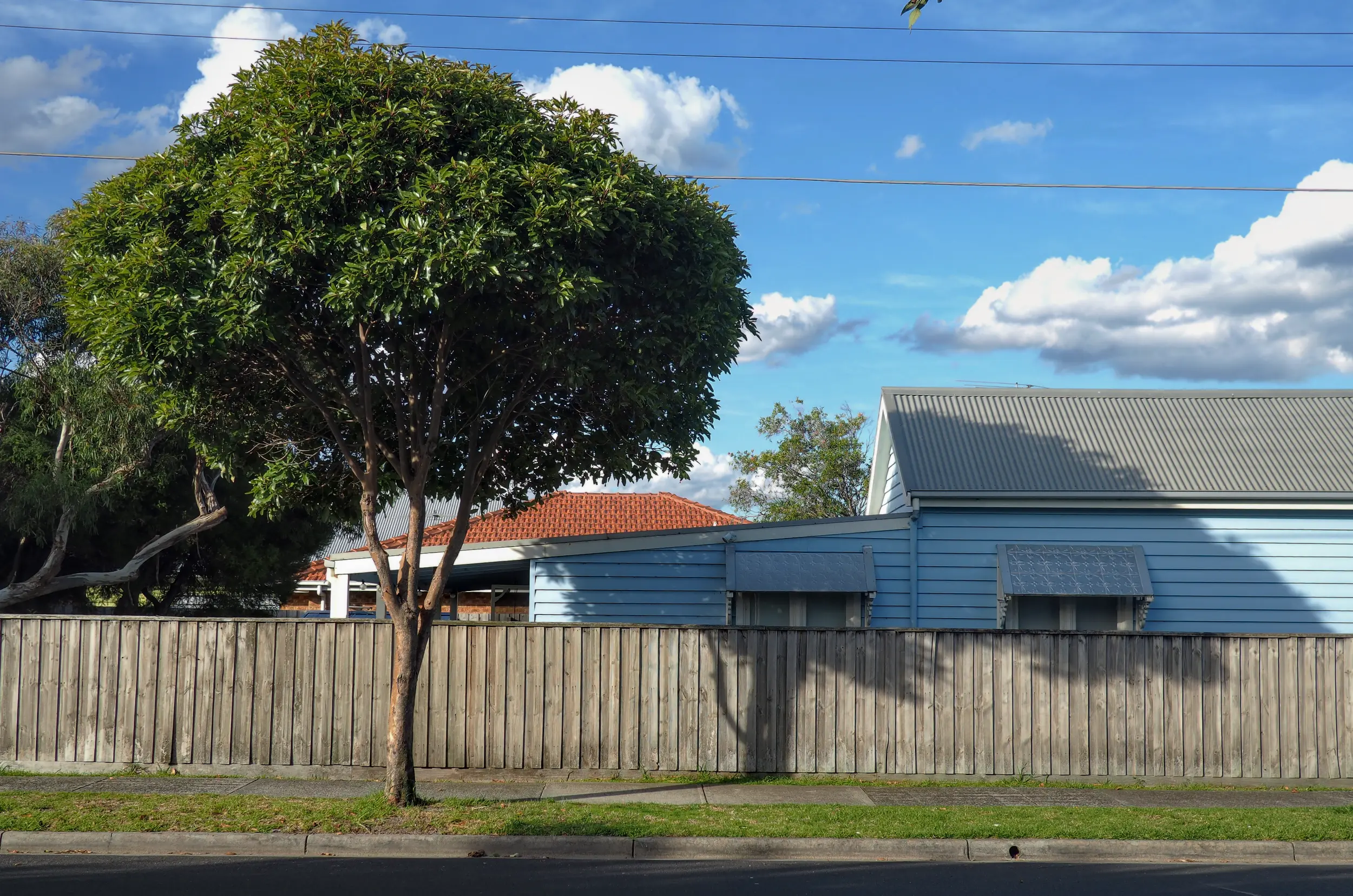 A tree on the side of the road, in the back a wooden fence and a sky-blue house to the right. The sky is blue with big clouds.