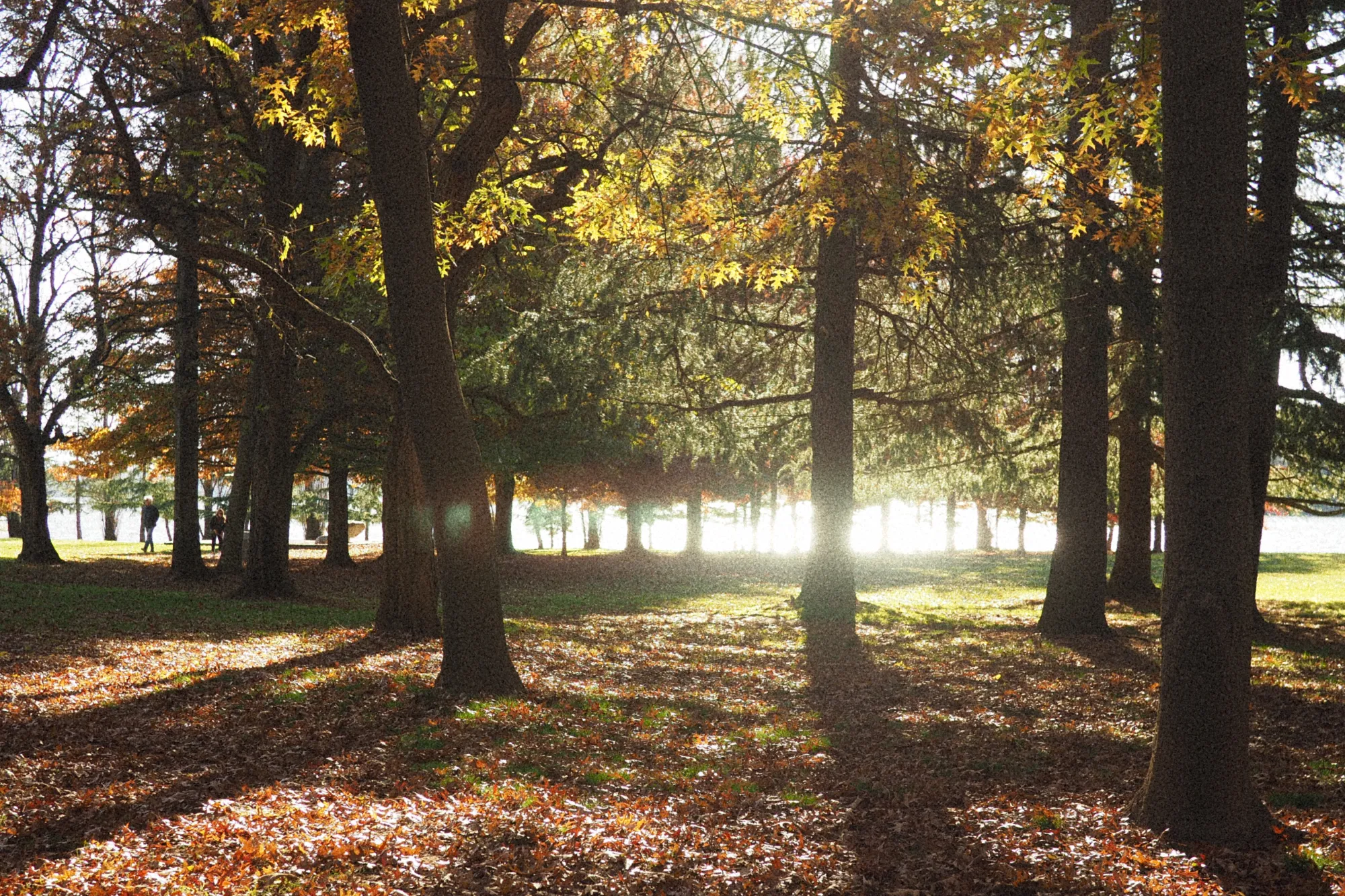 At Lake Burley Griffin in Canberra. An ensemble of tree in autumn photographed against the low sun, the leafs are turning yellow.