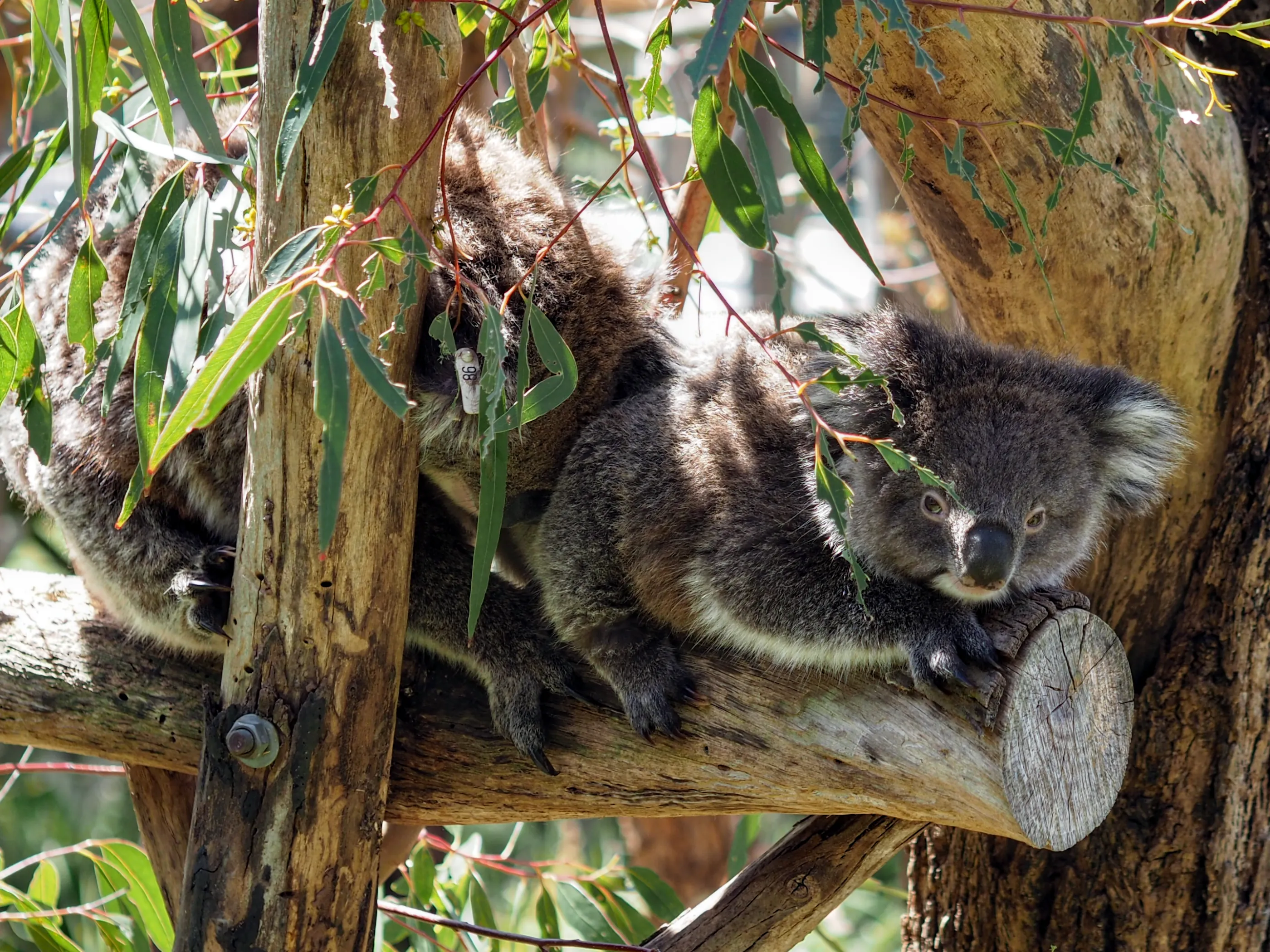 A Koala resting on a branch in the mid-day heat.