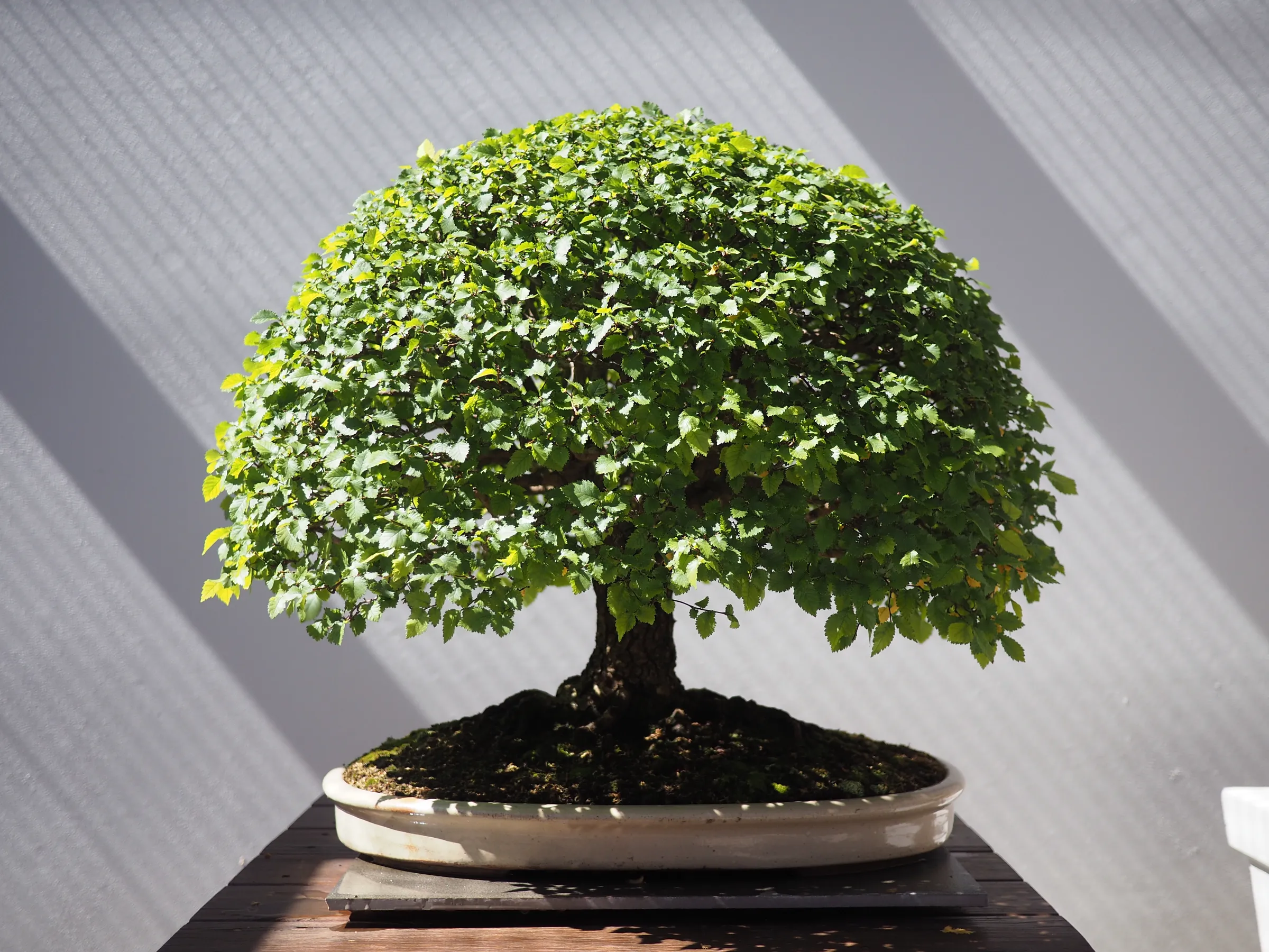 A perfectly symmetrical Elm bonsai.