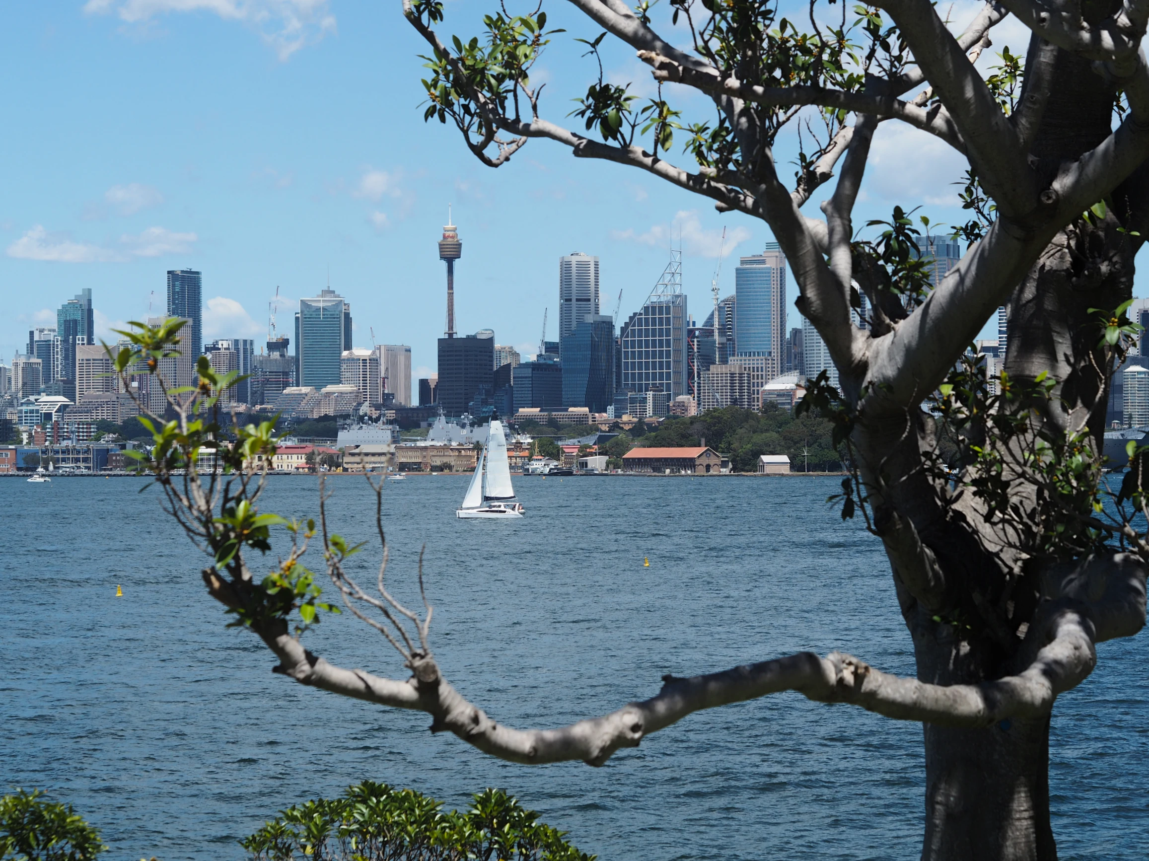 Sydneys skyline on a sunny day is partly block by a tree in the foreground.